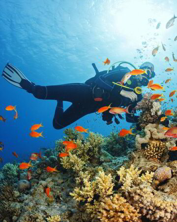 dive